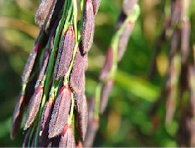 PurplePXPgrowing